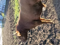 Bou, Bovine — foto 5