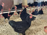 Australorp — foto 2
