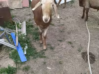 Montone, Arashan sheep — foto 5