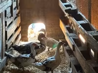 Ducks — foto 2