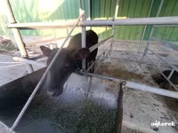 牛只（批次，未指定性别）, Cattle — 照片 1