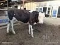 Bò đực, Simmental cattle — ảnh 8