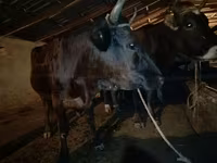 วัวตัวเมีย, Swiss cattle — รูปภาพ 8
