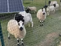 แกะตัวเมีย, Cerry Hill sheep — รูปภาพ 7