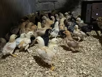 Chickens — 4. fotó