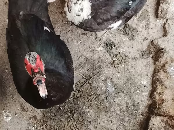 Domestic Muscovy — Kyrgyzstan