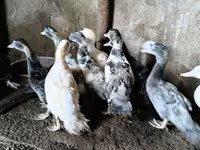 Ducks — รูปภาพ 3