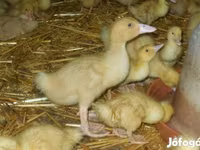 Ducks — foto 2