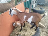 Буз, LaMancha goats — акс 5