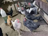 Chickens — รูปภาพ 1
