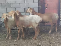 แกะตัวเมีย, Arashan sheep — รูปภาพ 2