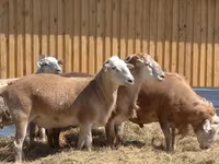 Pecora, Katum sheep — foto 6