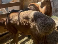 Koç, Arashan sheep — foto 3