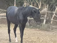 Kuda jantan, Horses — foto 1