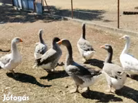 Geese — تصویر 1