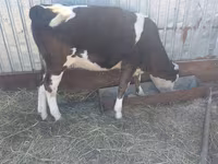 Mucca, Simmental cattle — foto 7