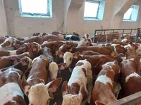 Toro, Simmental cattle — foto 5