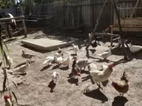 Chickens — 照片 2