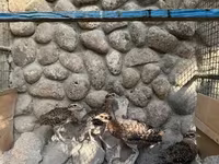 Guinea fowl — புகைப்படம் 8