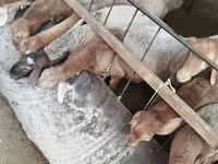 بھیڑ, بھیڑیں — تصویر 1