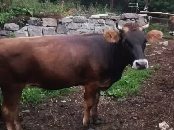 Cow, Cattle — Armenia