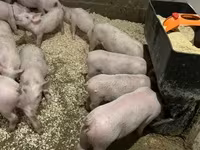 หมูป่าตัวผู้, Крупная белая — รูปภาพ 4
