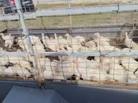 Turkeys — 3. fotó