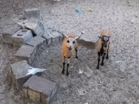 Ovelha, Cameroon sheep — foto 4
