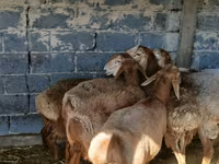 Wad, Sheep — sawirka 2