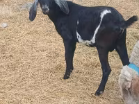 Billy Goat, Goats — photo 1