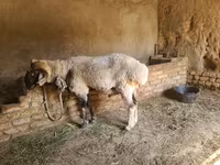 Beran, Rhon sheep — foto 5