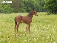 Cheval, Kisber felver — photo 7