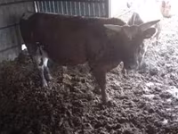 Bull, Cattle — photo 2