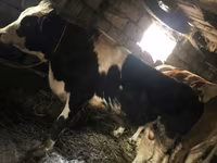 ثور, Russian Black pied cattle — الصورة 2