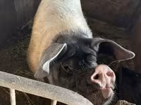 Babi hutan, Pigs — foto 3