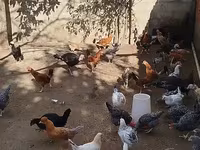 Chickens — عکس 1