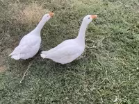 Geese — foto 1