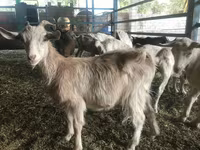 Buk, Saanen goat — foto 5