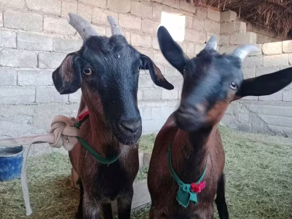 Ged, Alpine goat