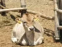Lembu betina, Cattle — foto 1