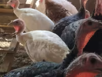 Turkeys — ფოტო 3