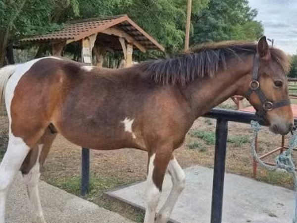 ცხენი, Hungarian horse breed