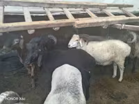 ভেড়ার পাঁঠা, ভেড়া — ছবি 4