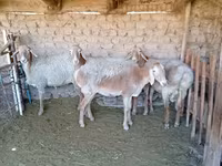 Schaf, Arashan sheep — Foto 3