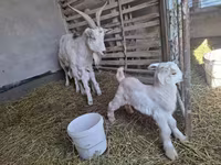 Koza, Alpine goat — fotografija 3