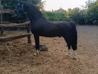 اسب نر, Dutch warmblood horse — عکس 4