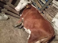 Mucca, Aberdeen Angus — foto 2