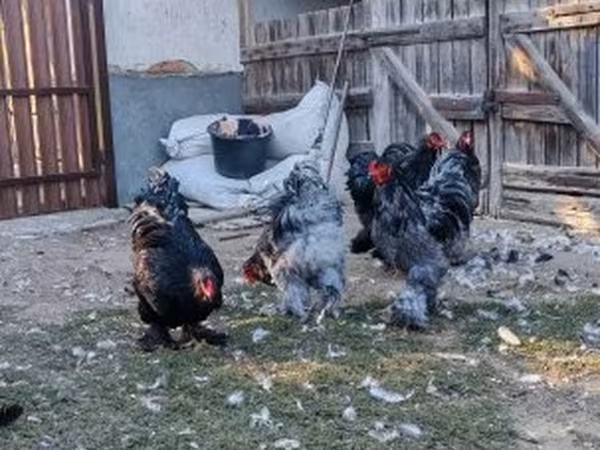 Брахма