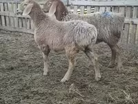Brebis, Arashan sheep — photo 1