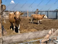 ثور, Simmental cattle — الصورة 3